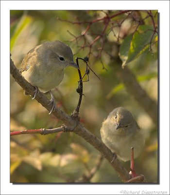 Tuinfluiter - Sylvia borin - Garden Warbler