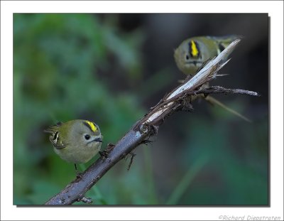 Goudhaan - Regulus regulus - Goldcrest