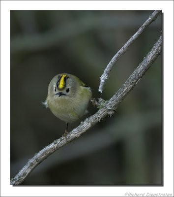 Goudhaan - Regulus regulus - Goldcrest