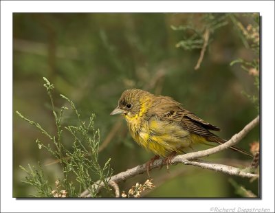 Zwartkopgors - Emberiza melanocephala - Black-Headed Bunting