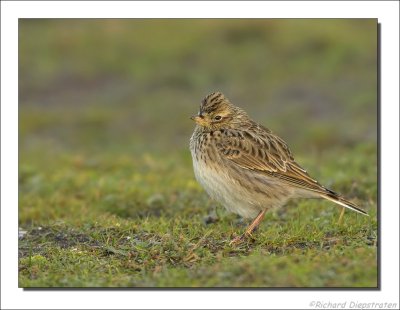 Veldleeuwerik - Alauda arvensis - Skylark