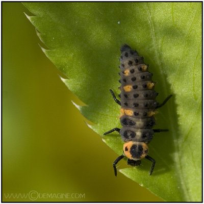 birth of a ladybug