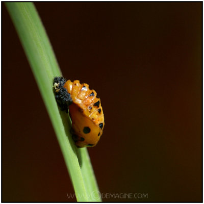 a ladybug chrysalis