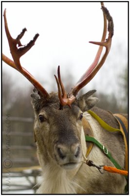 I love reindeer...