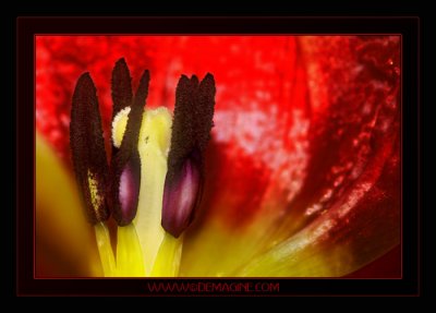 VALENTINE-RED