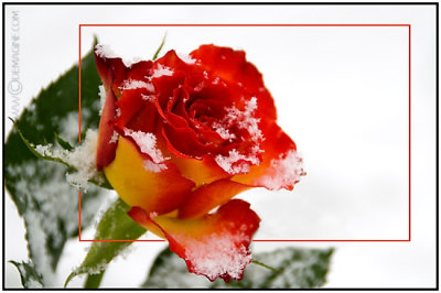 sugary rose