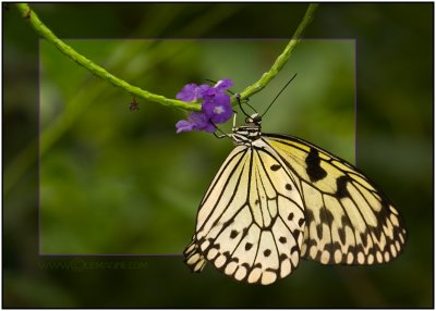 yellow butterfly