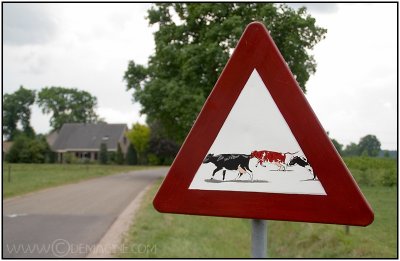 beware.... crossing cows!