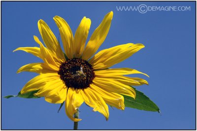 Sunny