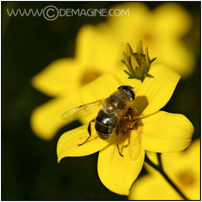 A flower and a bee