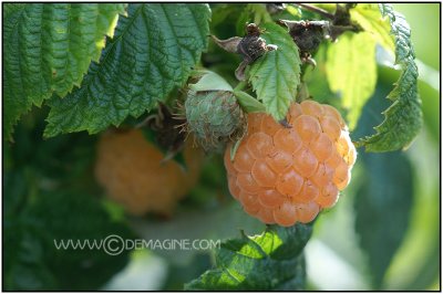 Yellow raspberry, sweet and delicious!