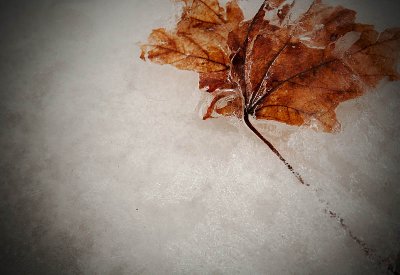 Ice leaf