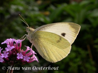 Groot Koolwitje Loosdrechtseweg 2 september 2005