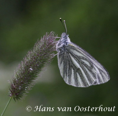 Berg Geaderd Witje - Pieris bryoniae