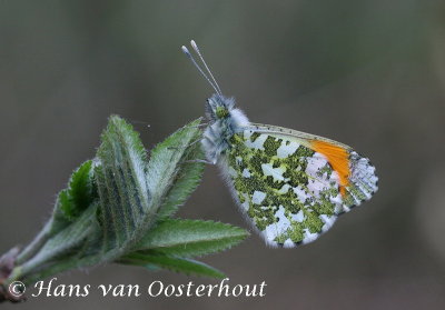 Oranjetipje - Anthocharis cardamines