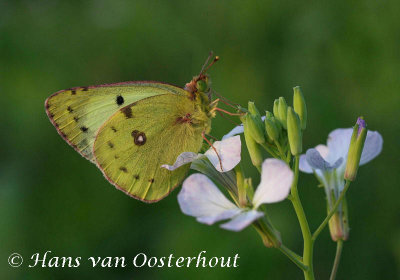 Gele Luzernevlinder - Colias hyale