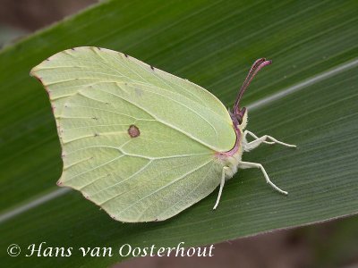 Citroenvlinder - Gonepteryx rhamni