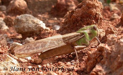 Europese Treksprinkhaan - Locusta migratoria