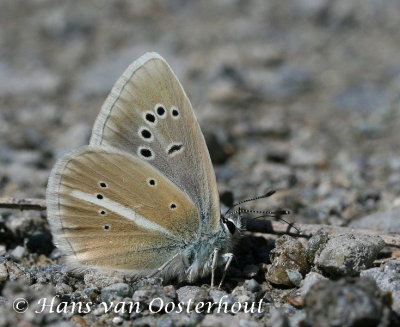 Witstreepblauwtje - Polyommatus damone
