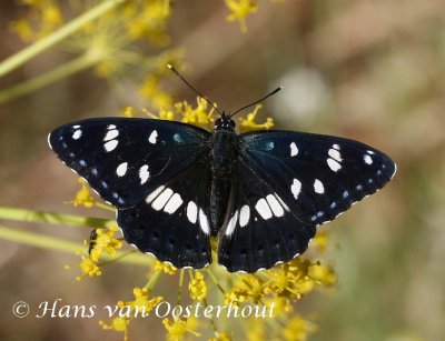 Blauwe IJsvogelvlinder Lesbos mei 2006