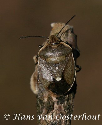 Chlorochroa pinicola