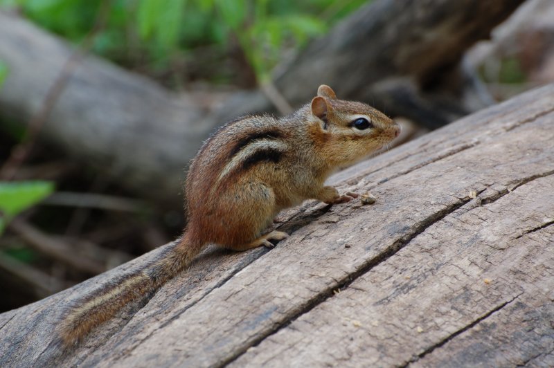 Chipmunk 00005.JPG