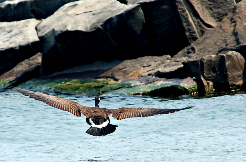 Canada Goose