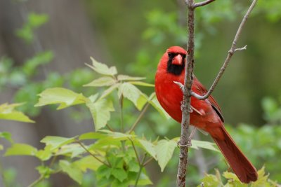 Northern Cardinal