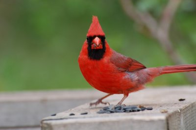 Northern Cardinal