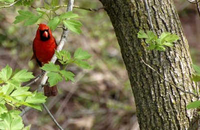 Northern Cardinal