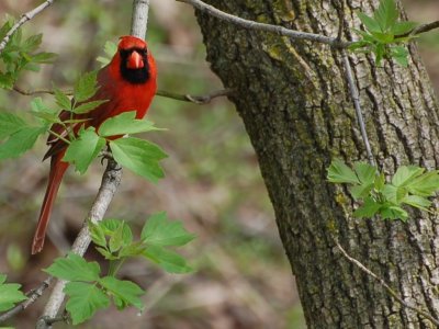 Northern Cardinal