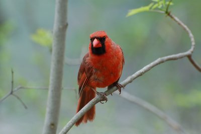 Northern Cardinal