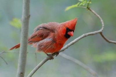 Northern Cardinal