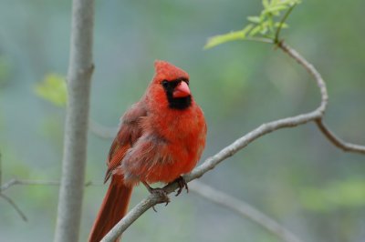 Northern Cardinal