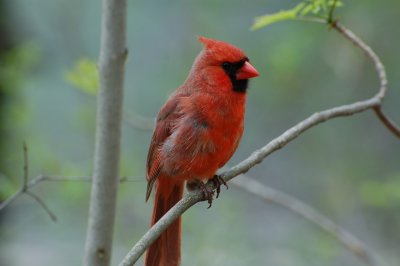 Northern Cardinal