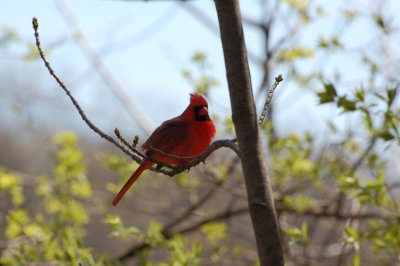 Northern Cardinal