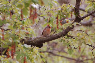 Northern Cardinal