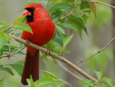 Northern Cardinal