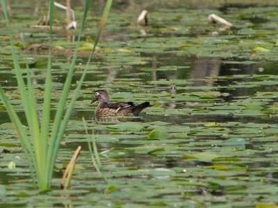 Wood Duck (Female)