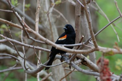 Red-Winged Blackbird (Male)