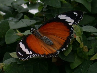 Butterfly00003.jpg
