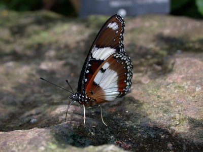 Butterfly00012.jpg