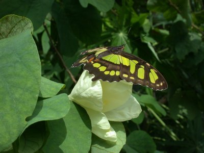 Butterfly00013.jpg