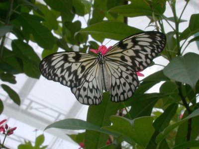 Butterfly00014.jpg