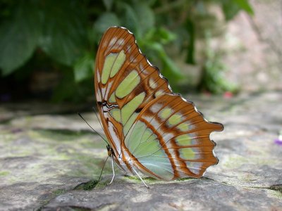 Butterfly00015.jpg