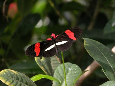 Butterfly00028.jpg