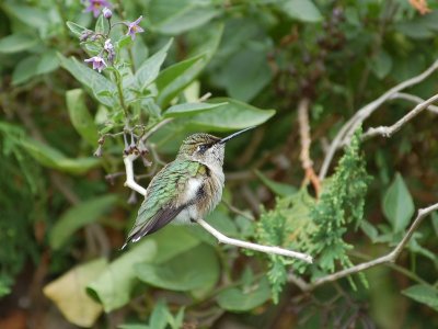 Ruby-Throated Hummingbird (Female)