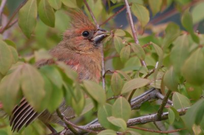 Northern Cardinal