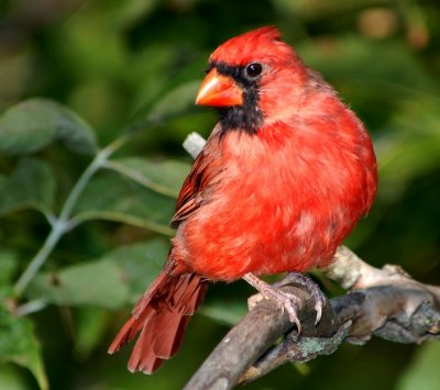 Northern Cardinal