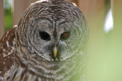 Owl00002.jpg